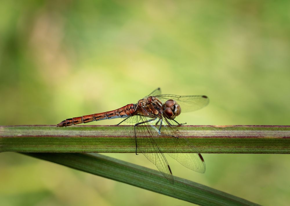 Photograph by Рагинская Ольга