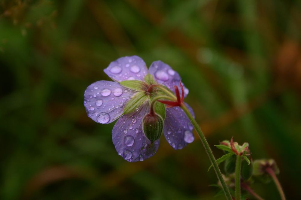 Photograph by Алексей Амилющенко