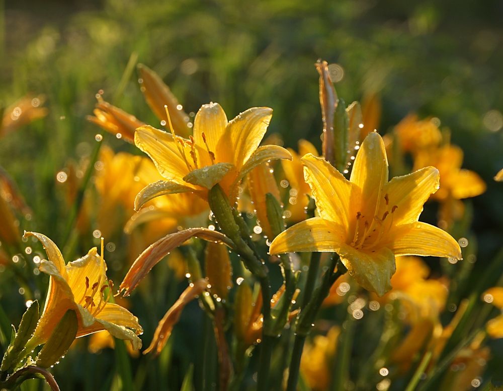 Photograph by Tatyana Markova