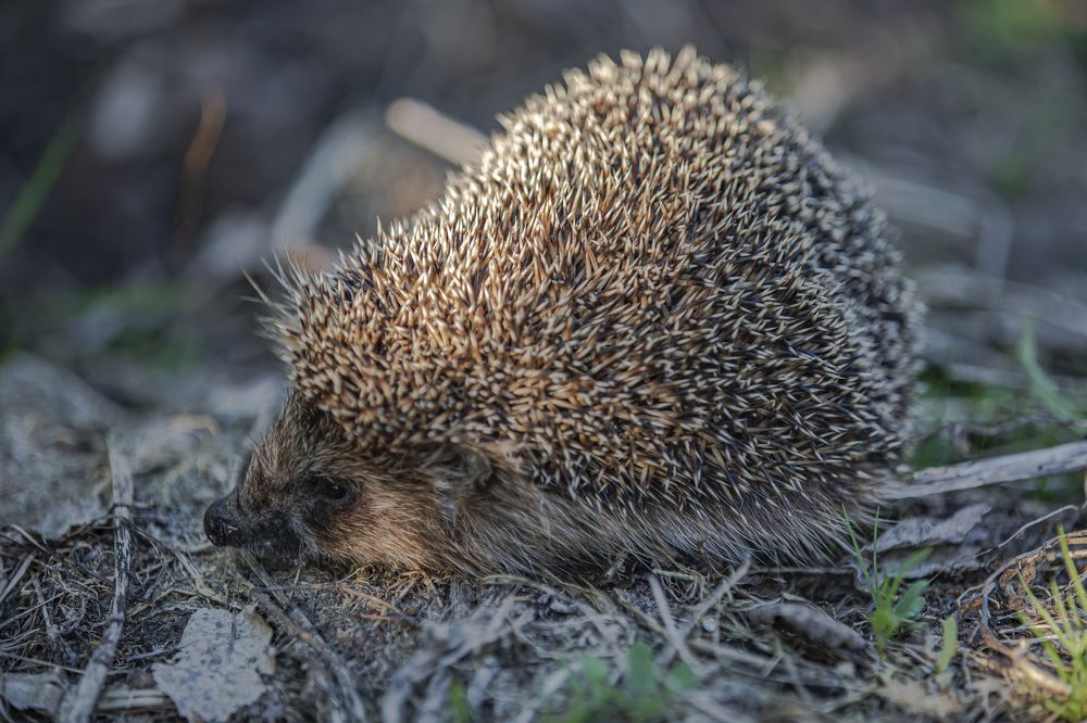 Проголодавшийся