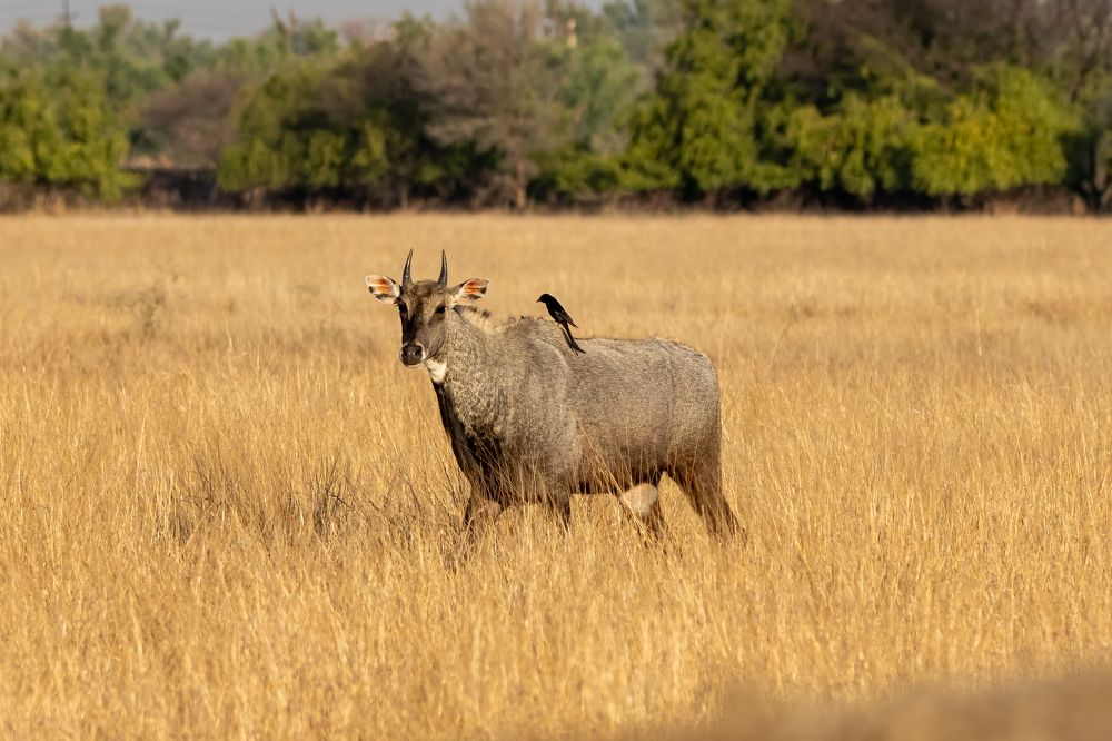 Photograph by Balraj Singh Shekhawat