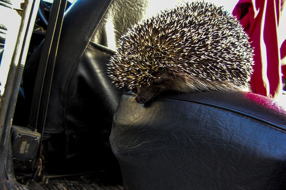 Photograph by Людмила Павловна