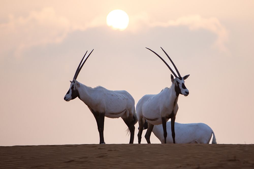 Фотография автора Abie Davies Thekkanath