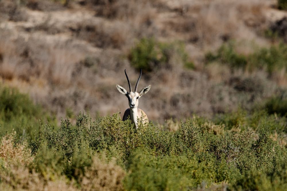 Photograph by Balraj Singh Shekhawat