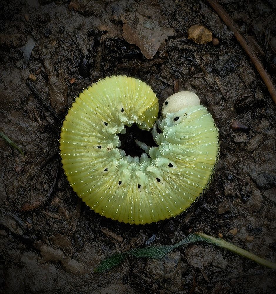 Photograph by Кристина Рыбина