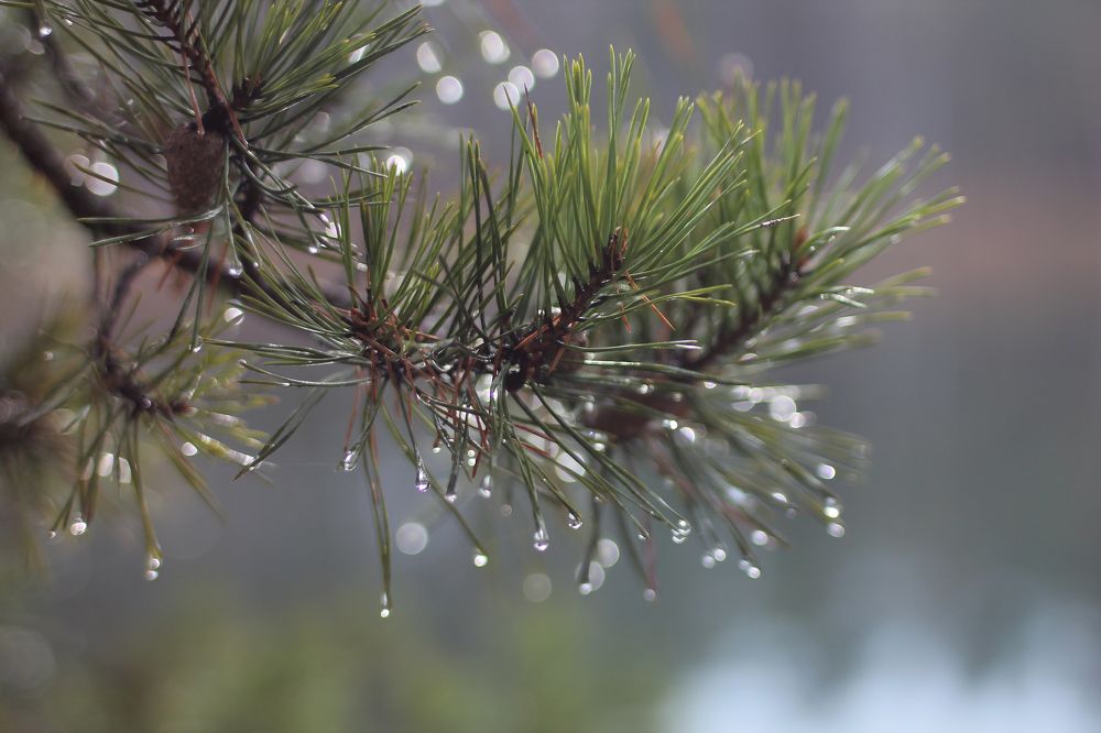 Photograph by Дарья Улюсова