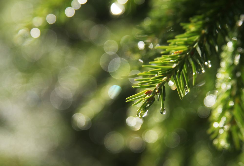 Photograph by Мария Самоловова