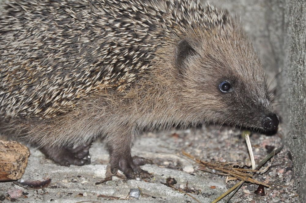 Photograph by Галина Лысых