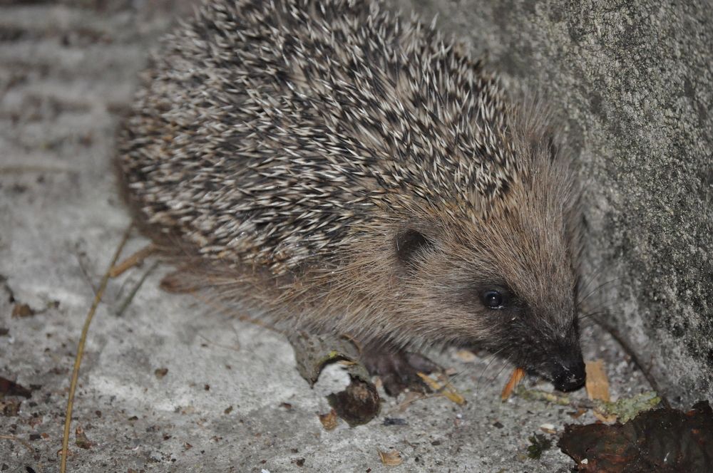 Photograph by Галина Лысых