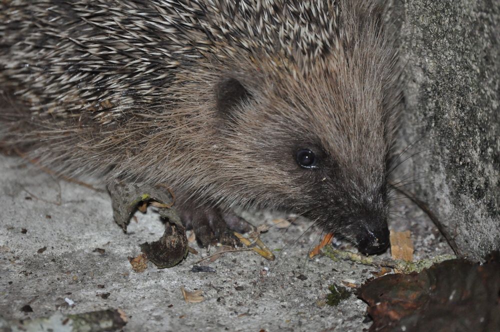 Photograph by Галина Лысых