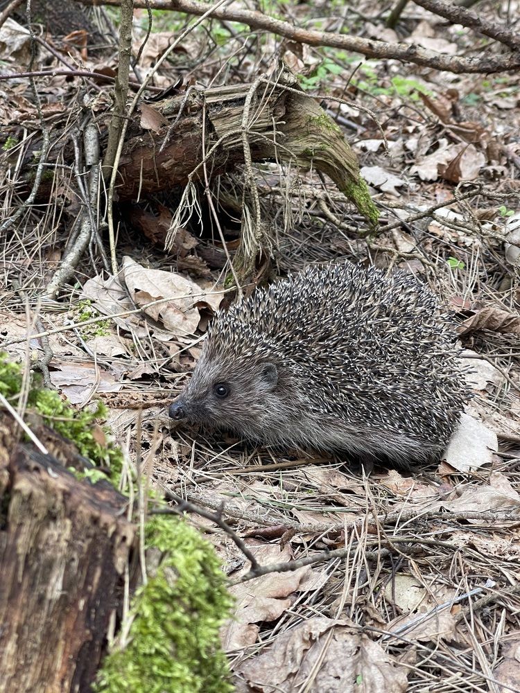 Photograph by Екатерина Павловец