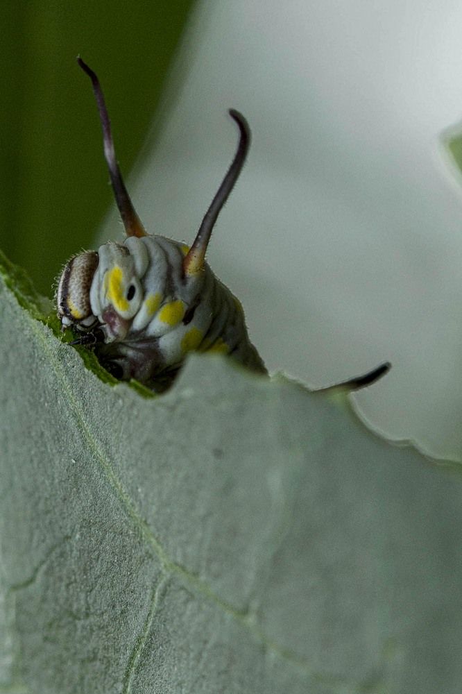 Photograph by Anantharajha Manoj