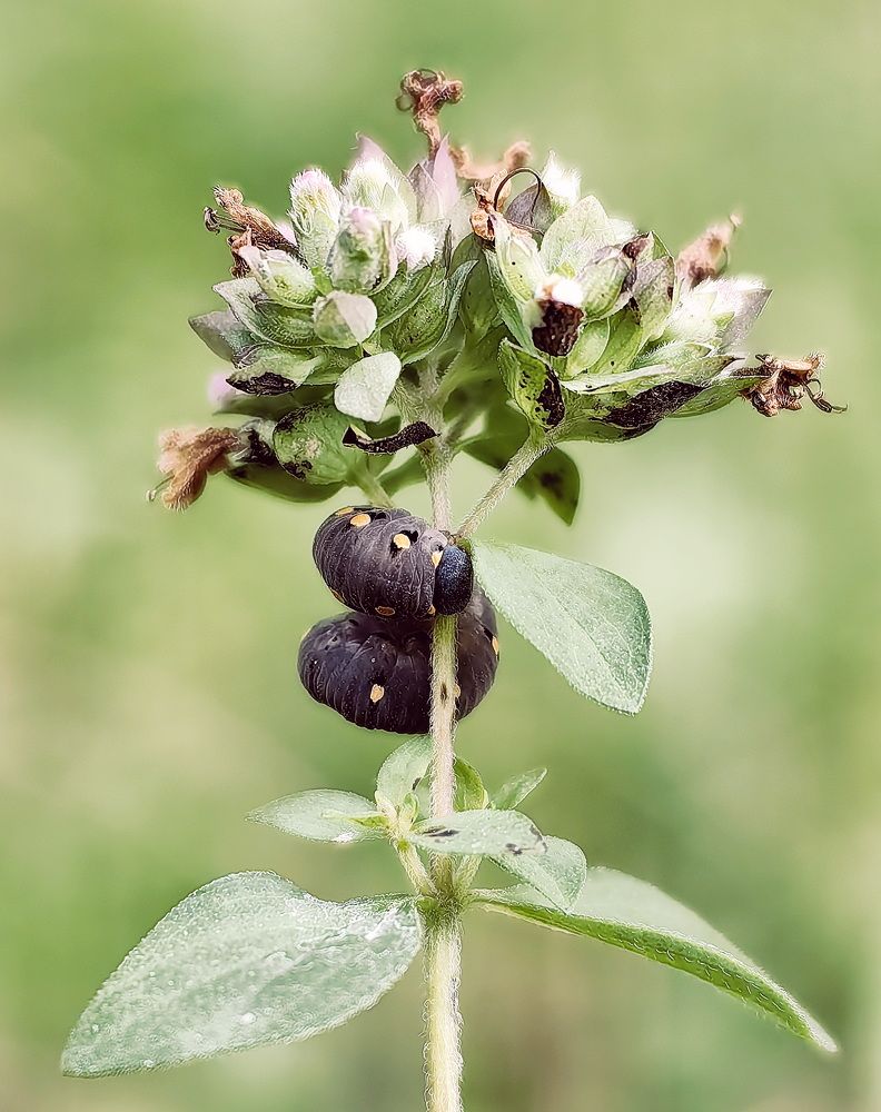 Photograph by Кристина Рыбина