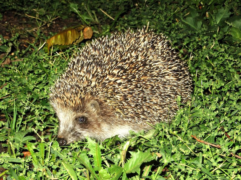 Житель санатория