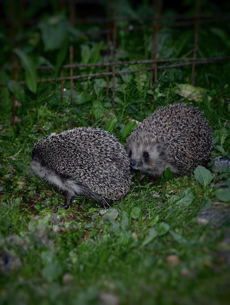 Photograph by Елена Чулюнина