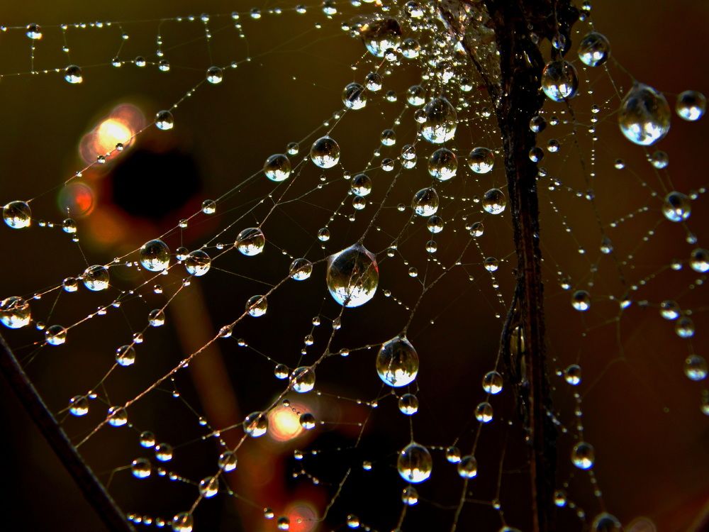 Photograph by Сергей Чеченов