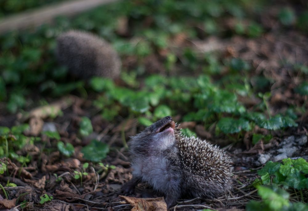 Photograph by Елена Плотникова