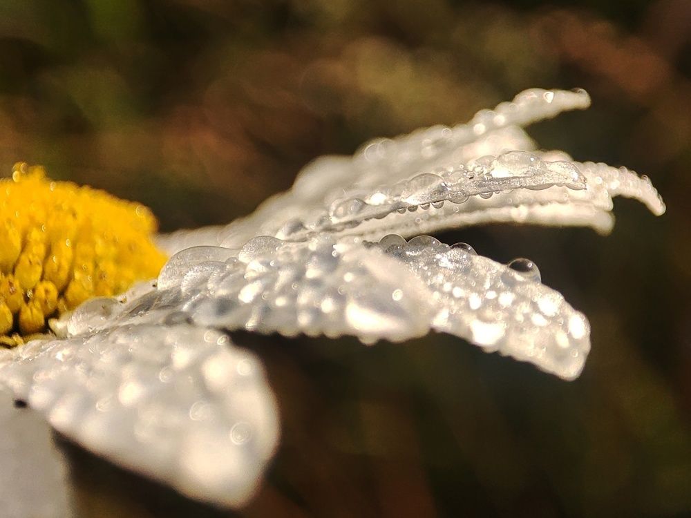 Photograph by Юлия Гинтер