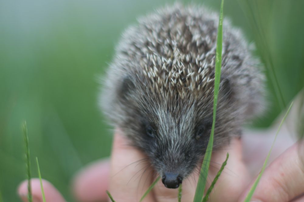 Photograph by Елена Плотникова