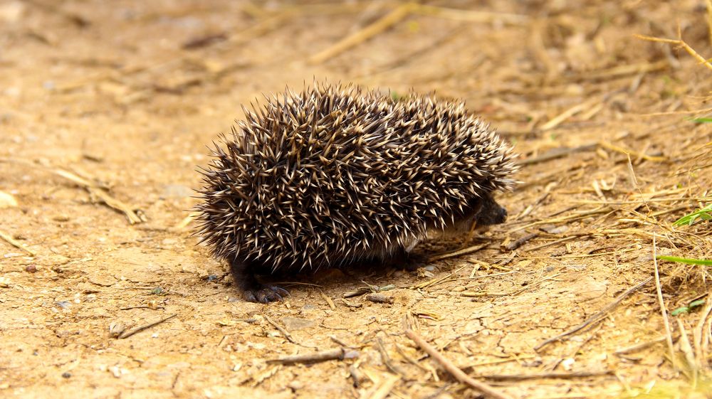 Photograph by Максим Шелякин