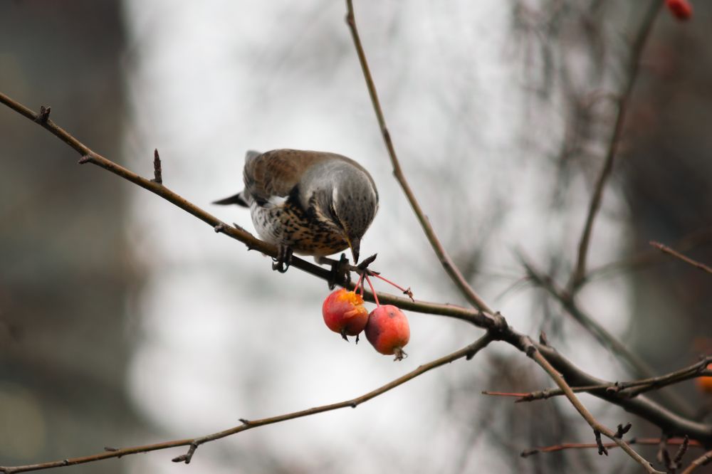 Photograph by Полина Музыченко