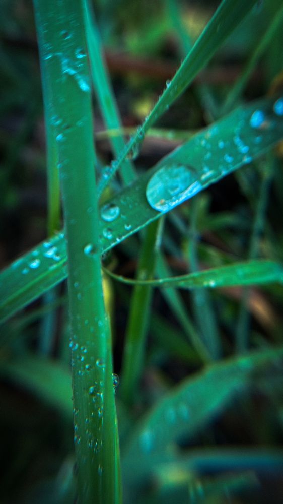 Photograph by Dina Din