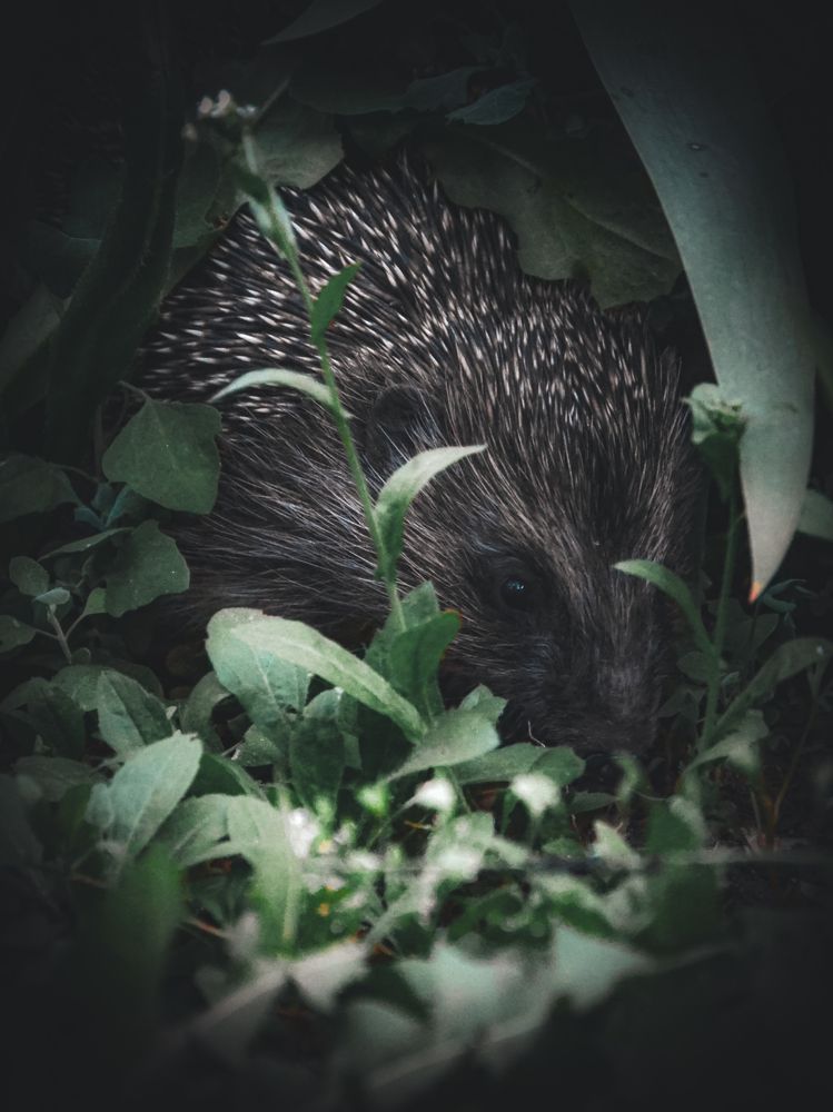 Фотография автора Наталья Алексеева