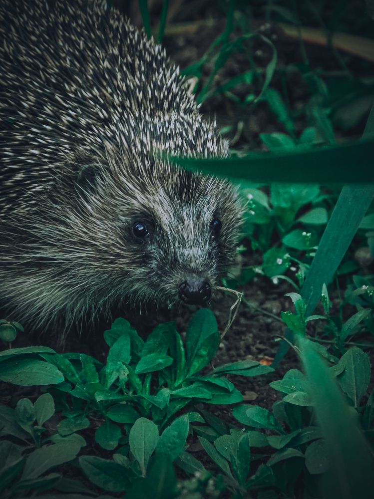 Фотография автора Наталья Алексеева