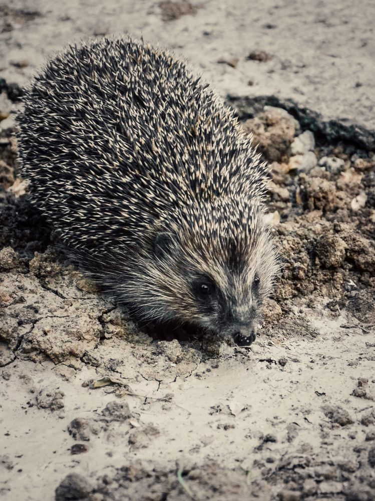 Фотография автора Наталья Алексеева