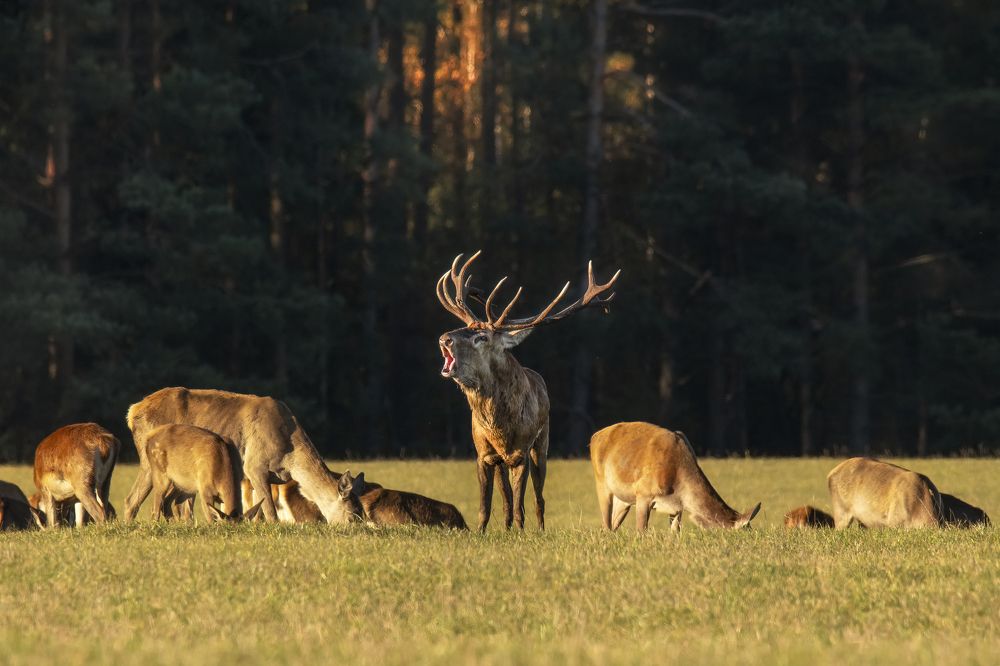 Photograph by Валерия Трейтяк
