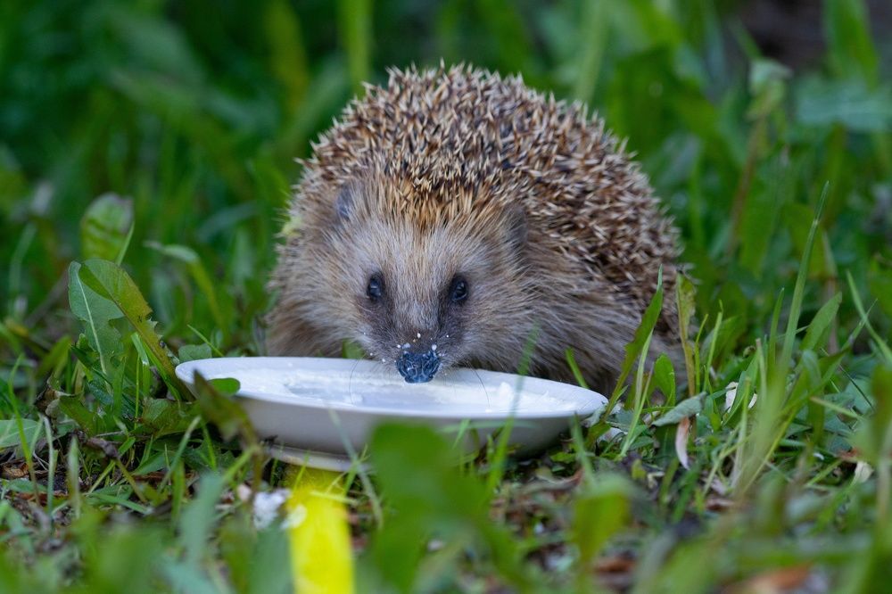 Завтрак на природе.