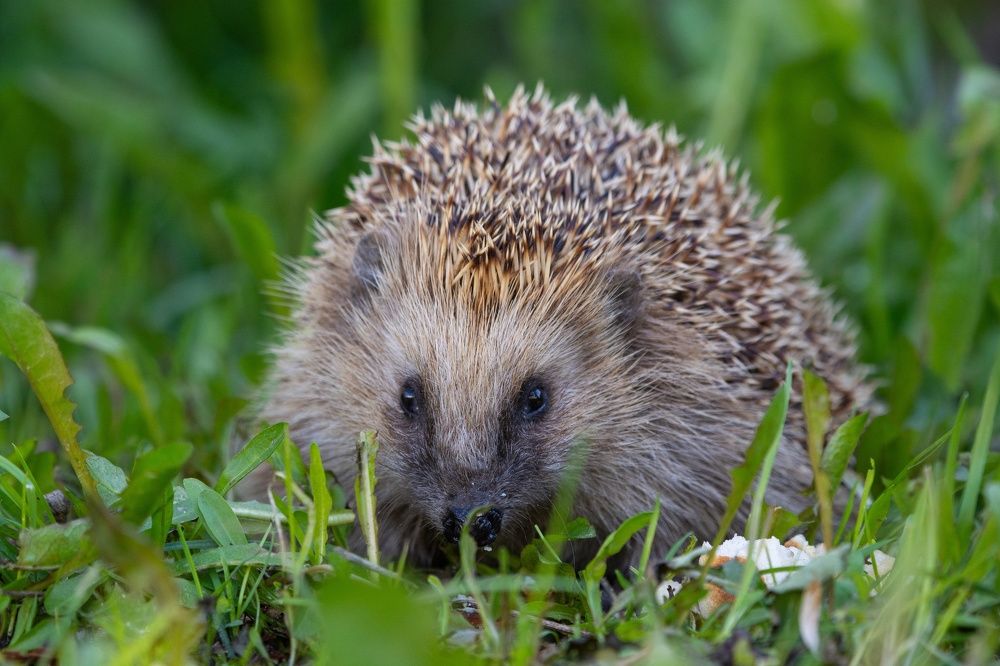 Дружелюбный сосед.