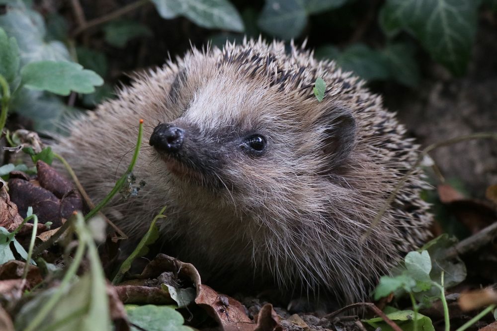 Photograph by Dagmar Vopolková