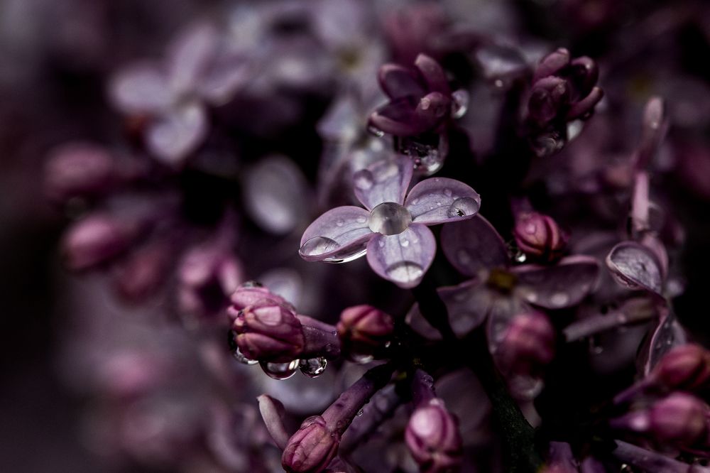 Photograph by Мария Раздорова