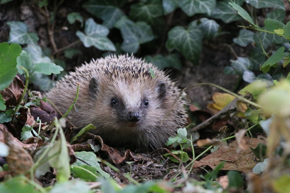 Photograph by Dagmar Vopolková