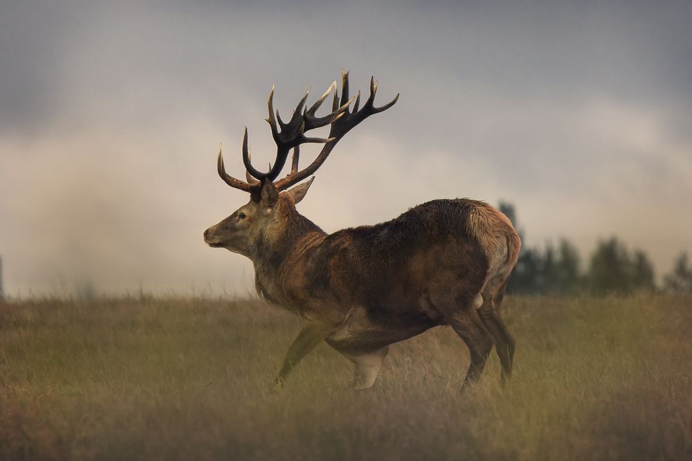 Photograph by Валерия Трейтяк