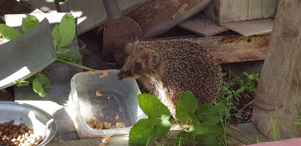 Фотография автора Джаф