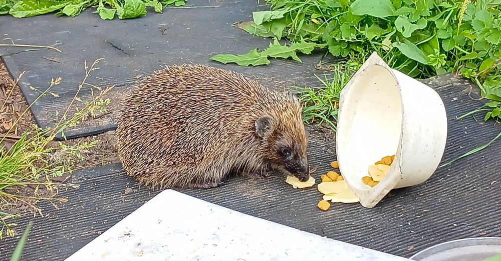 Фотография автора Джаф