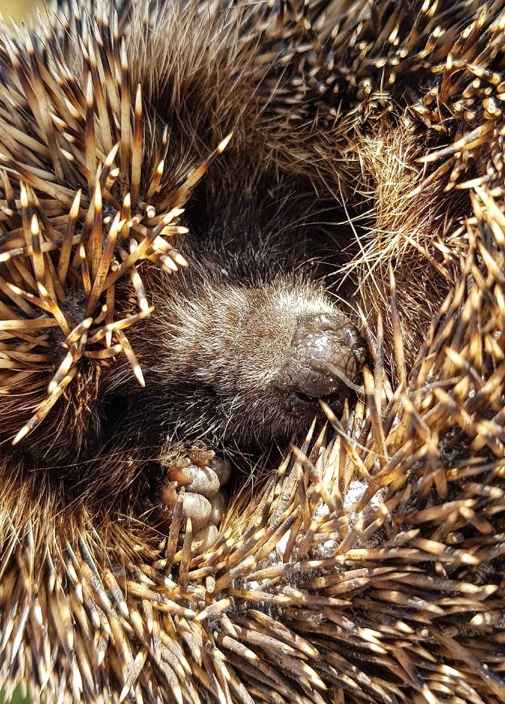 Фотография автора Джаф