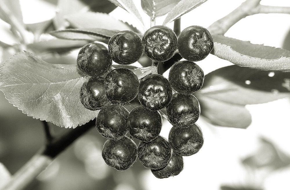 Photograph by Леонид Шнейдерман