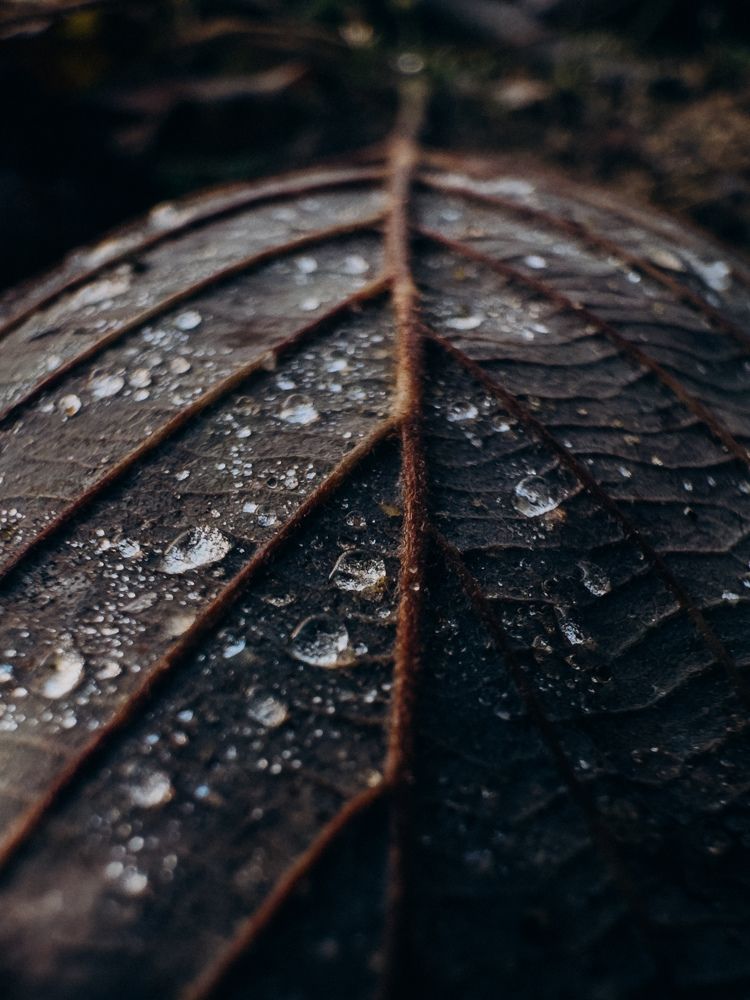 Photograph by Алиса Нежинская