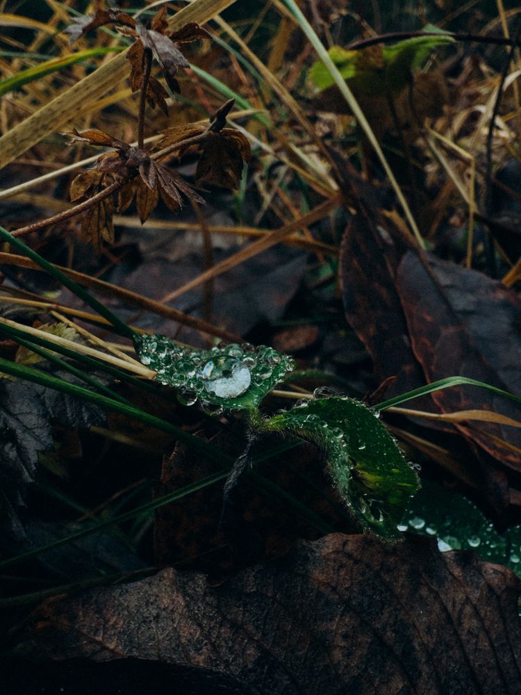 Photograph by Алиса Нежинская