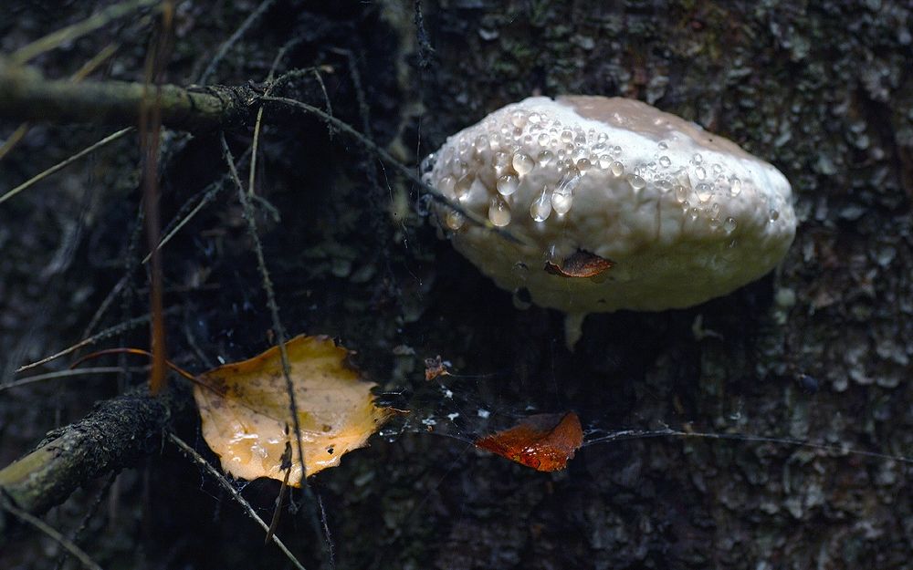 Photograph by Заболотская Ольга