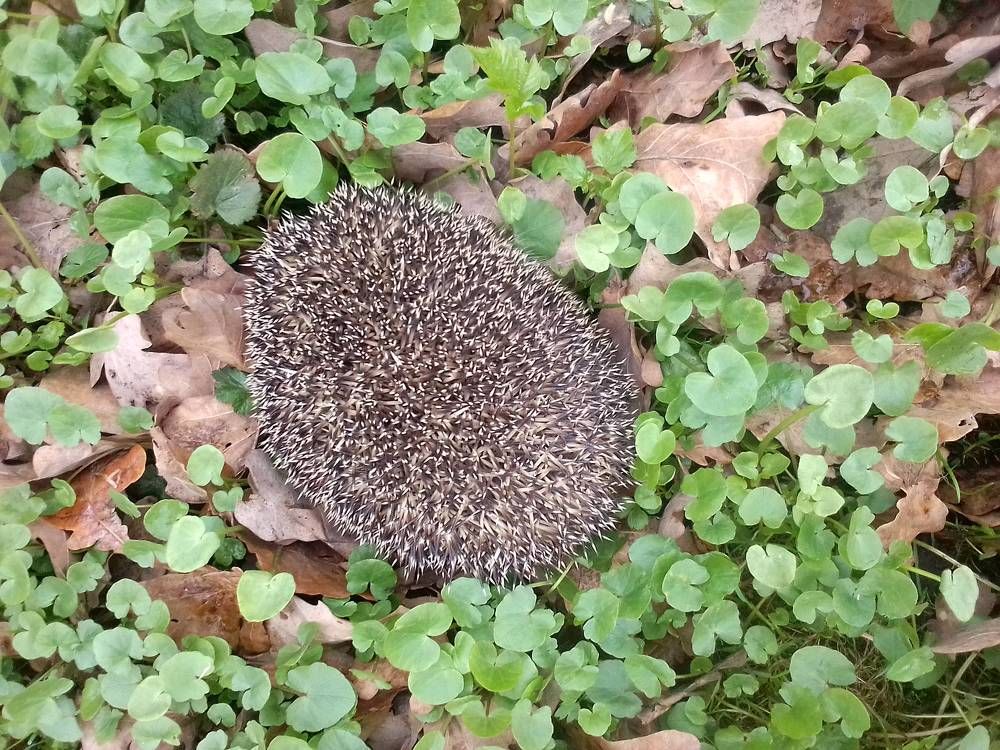 Photograph by Ольга Коркина