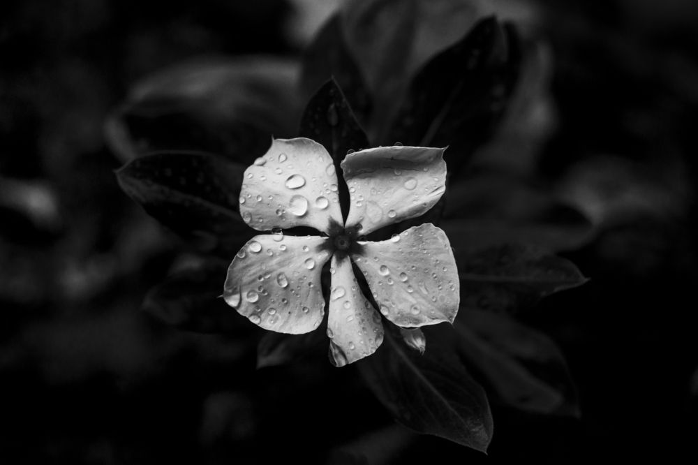 Photograph by Guido Calogero