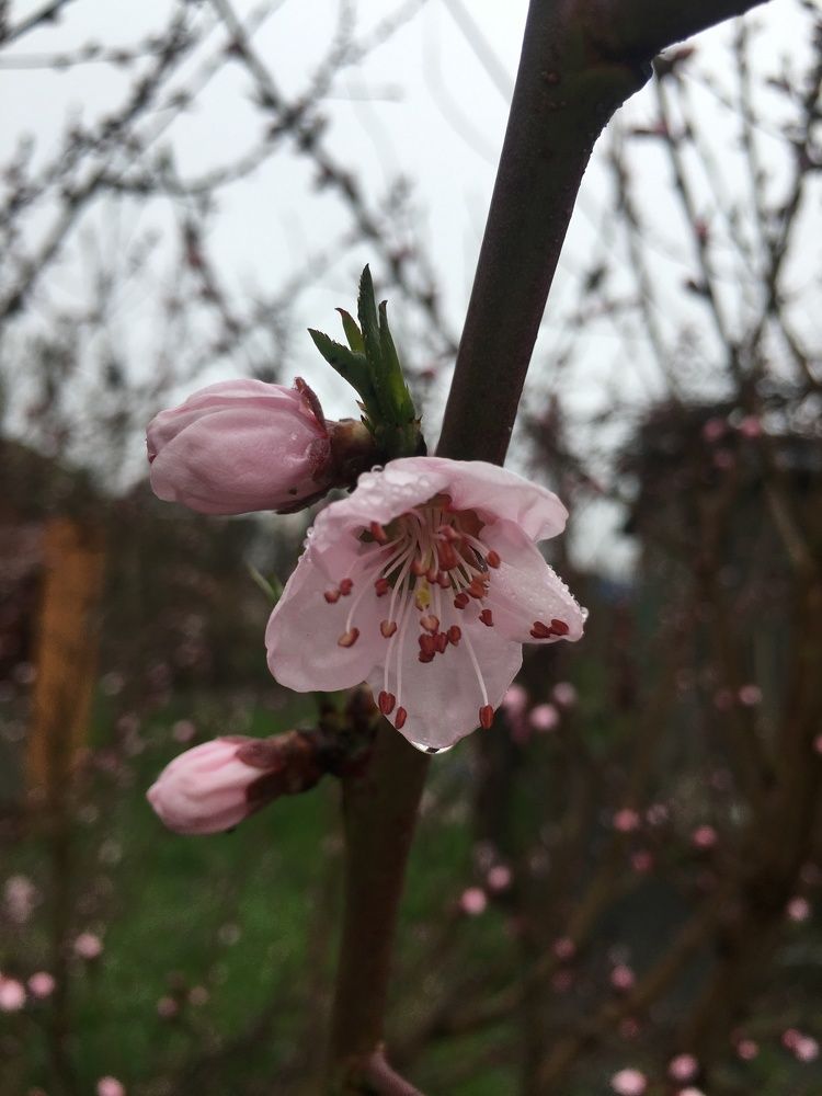 Photograph by Ангелина Марушко