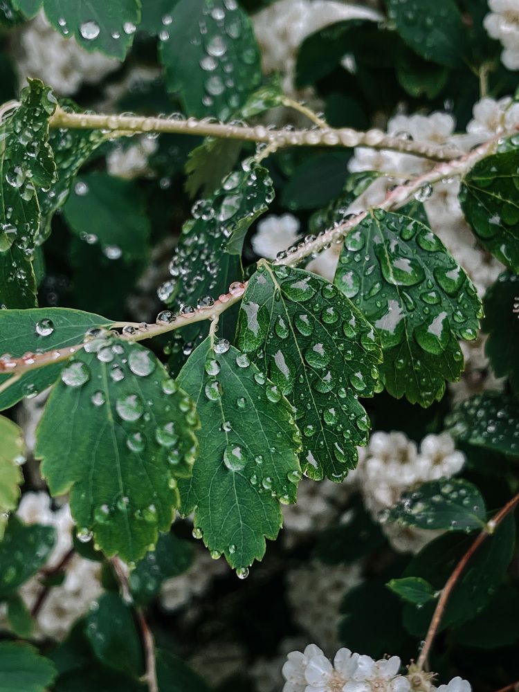 Photograph by Олена Уманцева