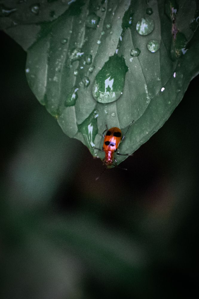 Photograph by Mauricio Santiago Boulogne