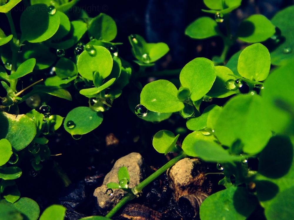 Photograph by Mauricio Santiago Boulogne