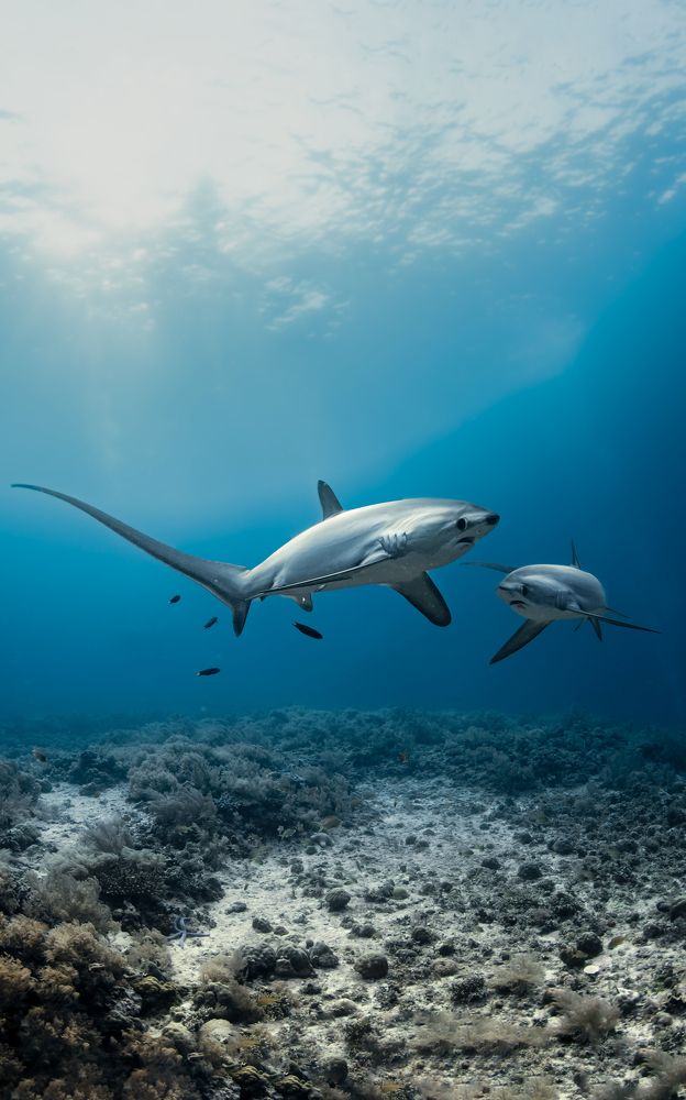 Фотография автора Sebastian Arango